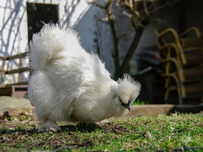 silkie chicken blue