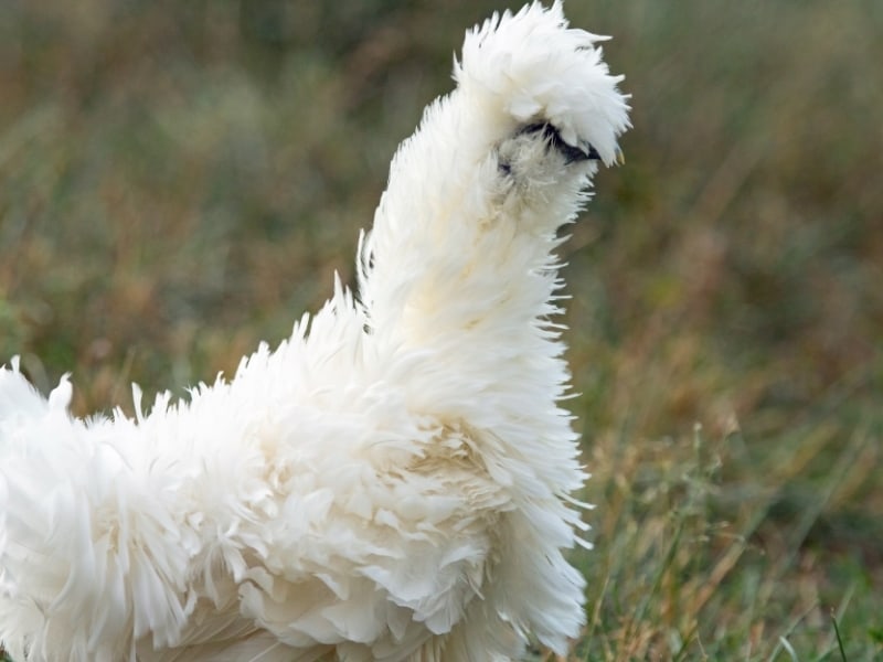 silkie breeds