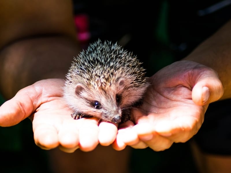 things to consider with pet hedgehog