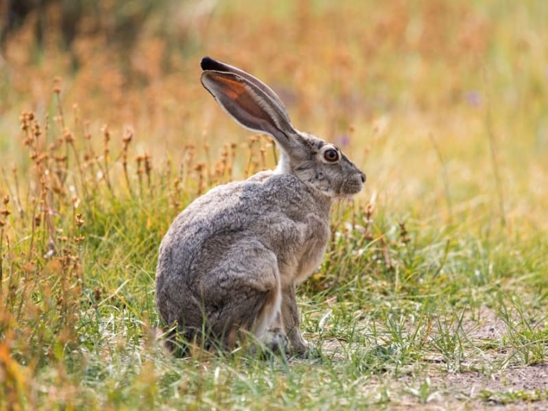 Качка зайце. Косой заяц. Заяц косой фото. Bunny Hare Rabbit разница. Калифорнийские животные.