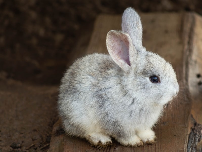  qu'est-ce qu'un lapin