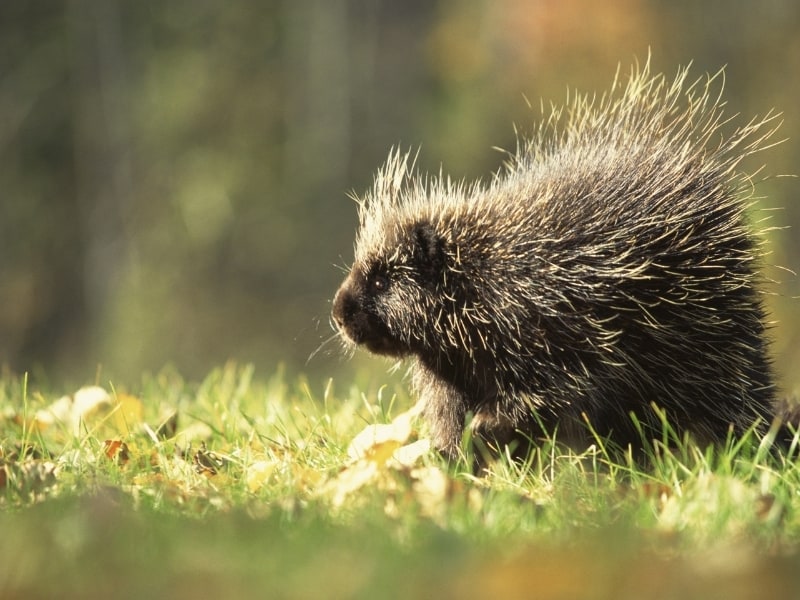 difference between hedgehog vs porcupine