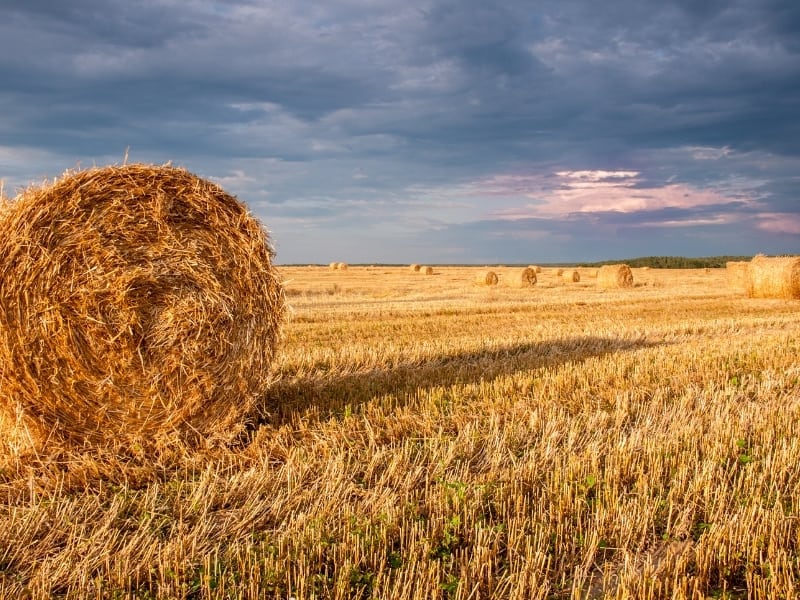 Hameau Farm in the Big Valley - Can you tell the difference between hay and  straw? More importantly, do you know what makes them different? Straw is an  agricultural byproduct consisting of