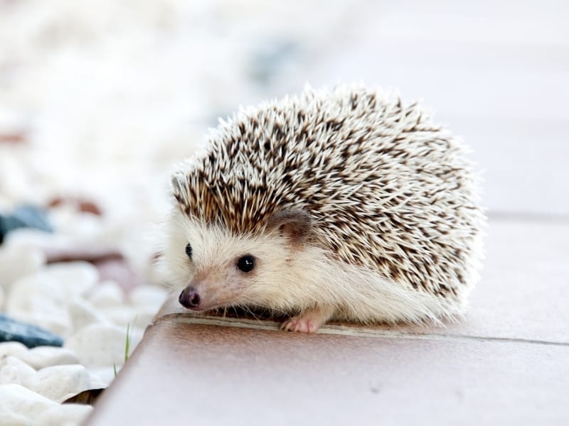 Hedgehog vs Porcupine – What&#39;s Their Difference? - Northern Nester