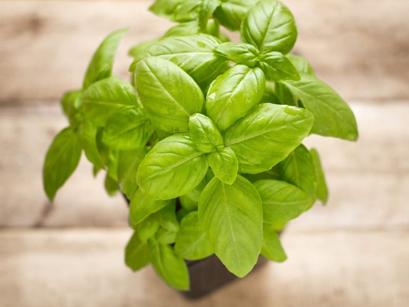 How to Store Fresh Basil How to Keep Them Fresh Northern Nester