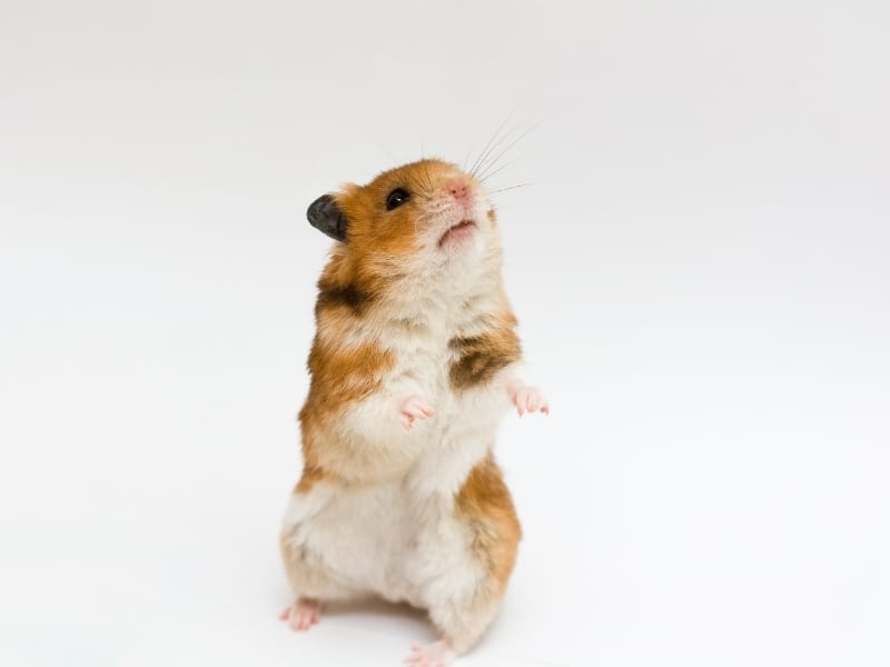 Different Types of Hamsters – Complete Guide 2023 - Northern Nester