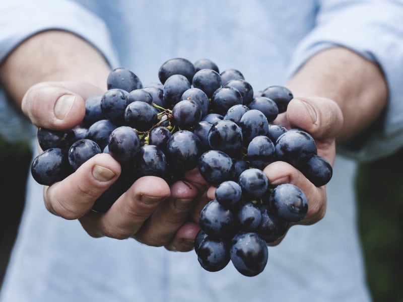 types of grapes