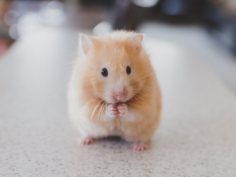 Types of hamsters shop at pets at home