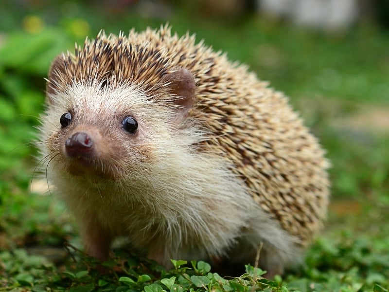 what is a hedgehog