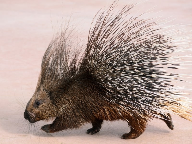 what is a porcupine