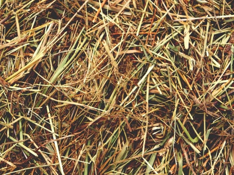 Difference Between Straw and Hay