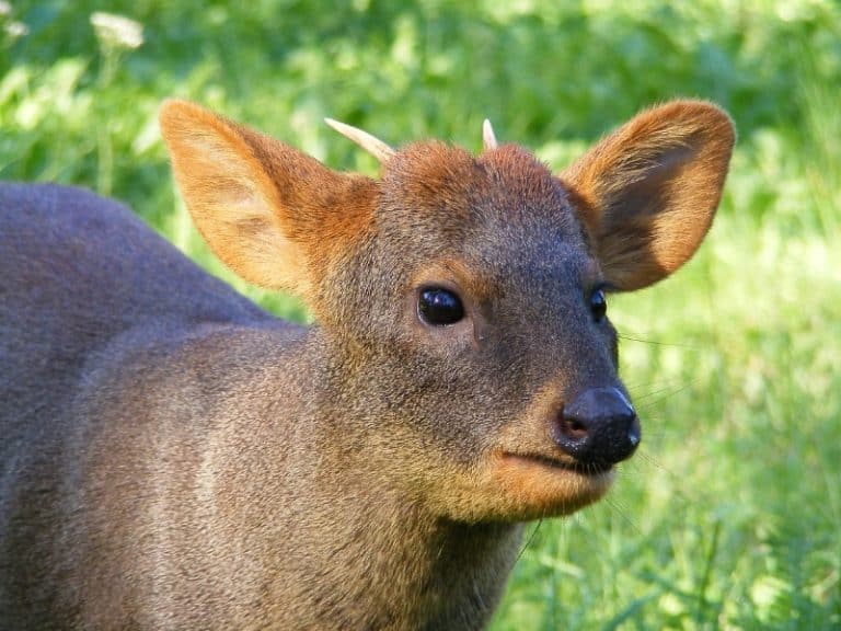 17 Different Types of Deer Complete List and Guide Northern Nester