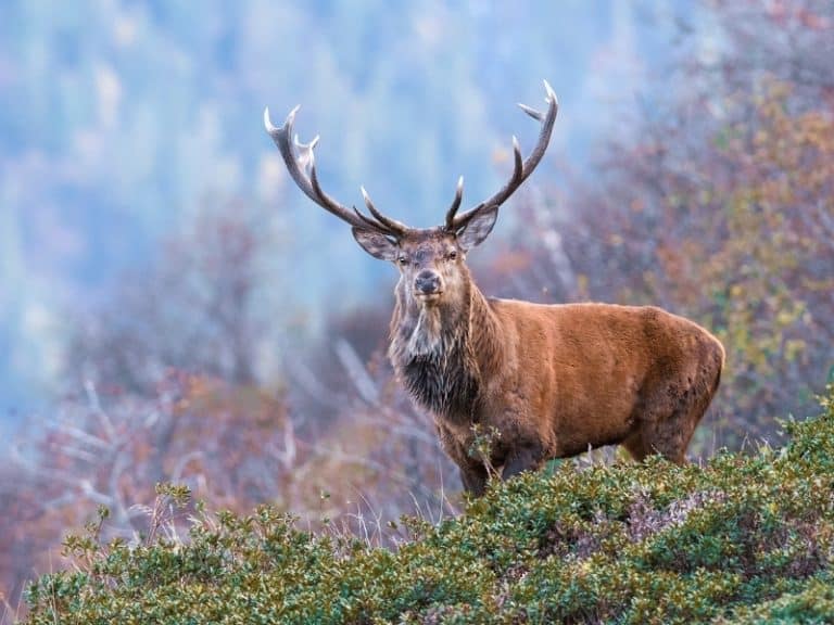 17 Different Types of Deer Complete List and Guide Northern Nester