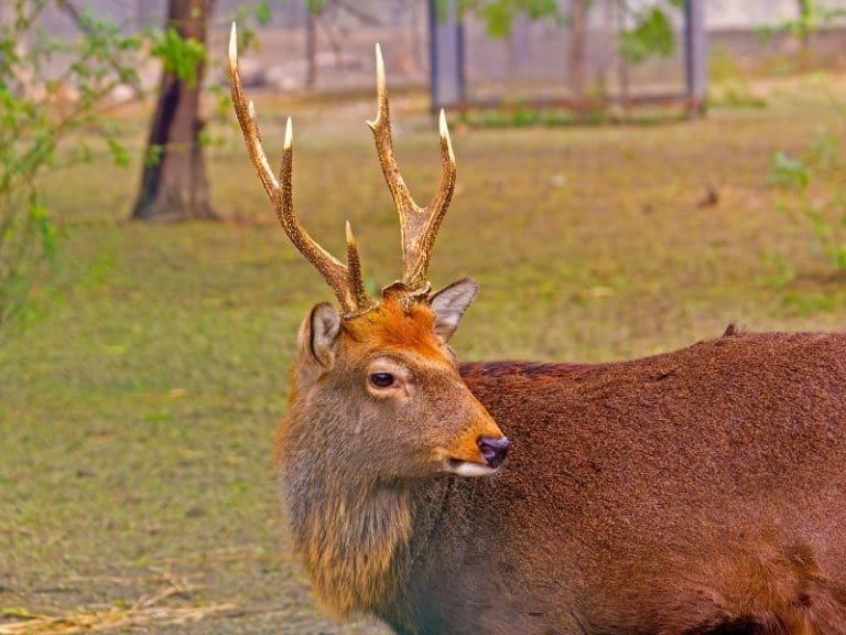 17 Different Types of Deer Complete List and Guide Northern Nester