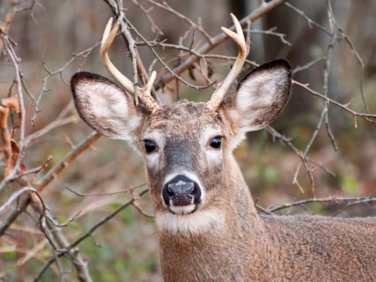 17 Different Types of Deer Complete List and Guide Northern Nester
