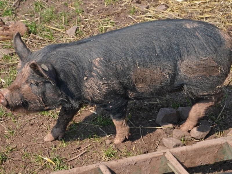 types of hogs