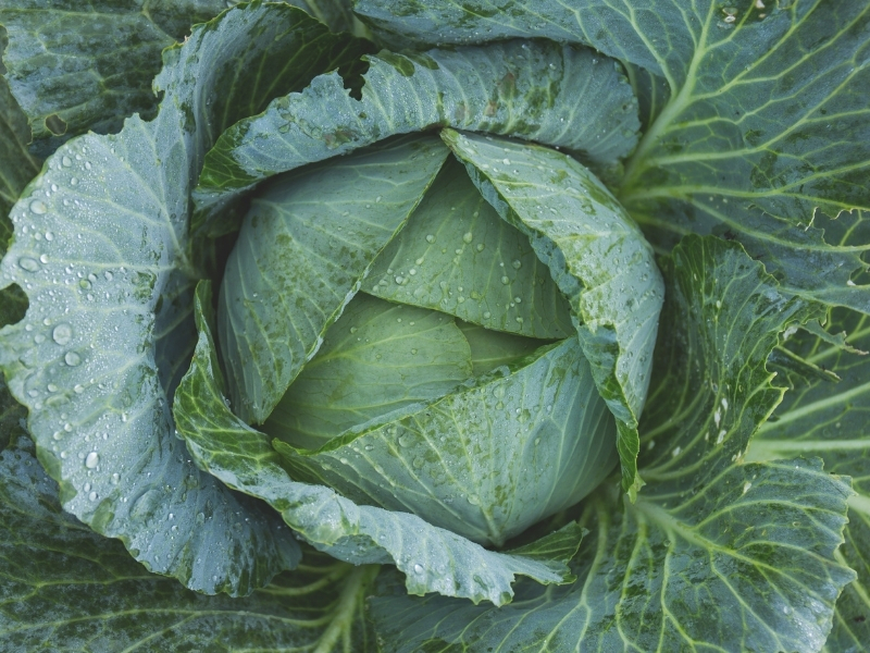 best type of cabbage