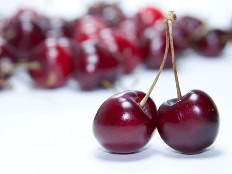 Types of Cherries Complete Guide 2024 Northern Nester