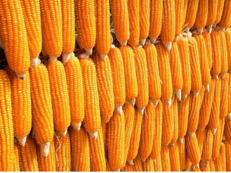 Types of Corn Complete List and Guide Northern Nester