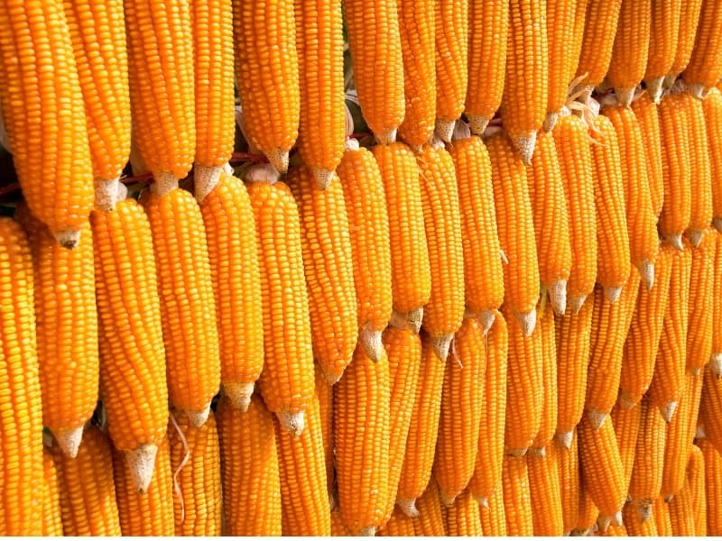 dent corn