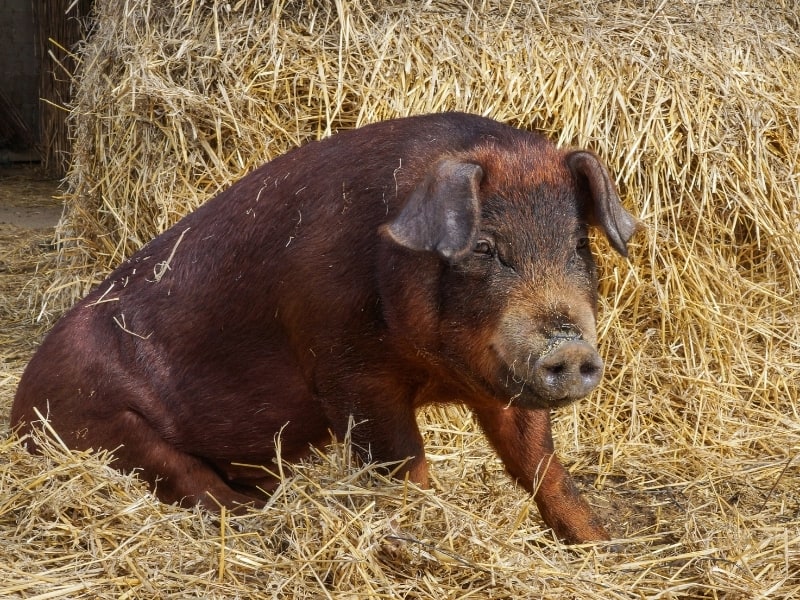 different types of pigs