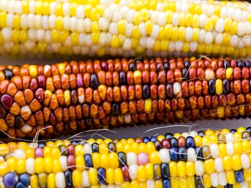  flint corn