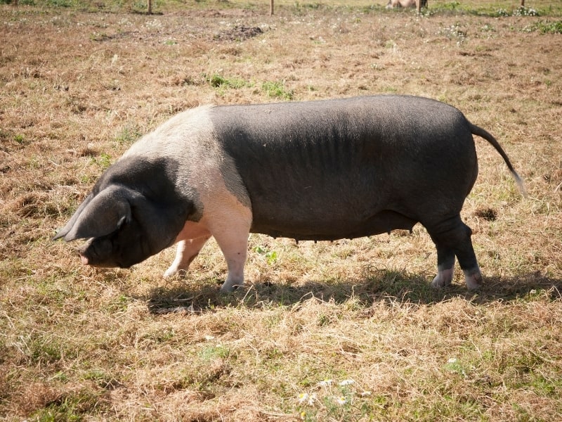 different types of pigs