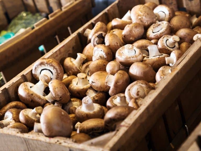 How to Store Mushrooms Keep them clean and fresh! Northern Nester