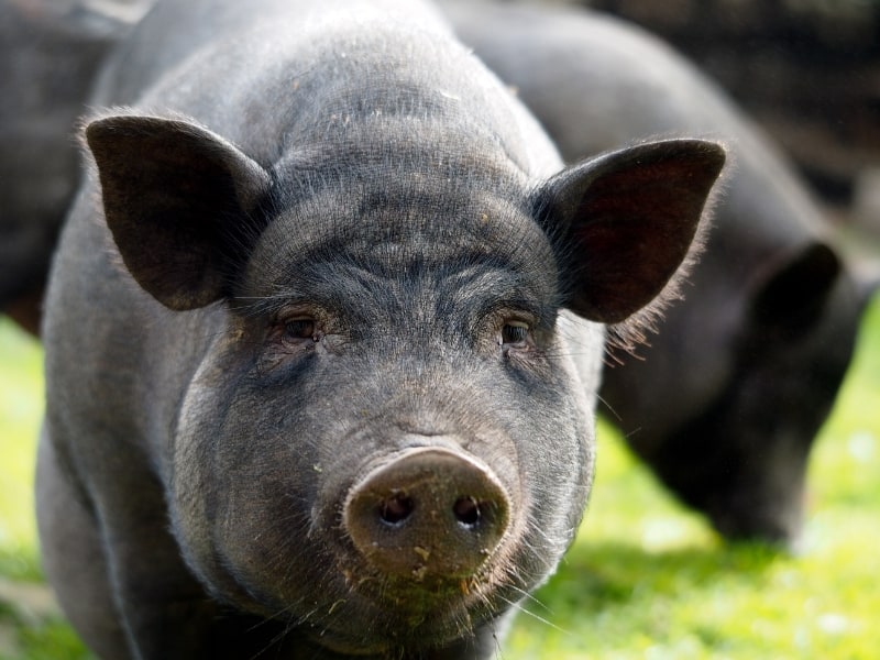 Different Types of Pigs – Domesticated Pig List and Guide 2023 ...