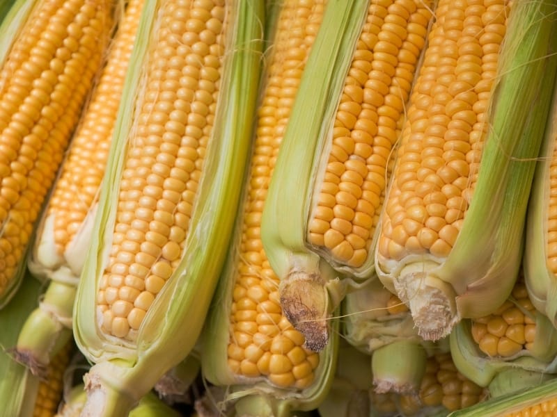 Types Of Corn Complete List And Guide Northern Nester