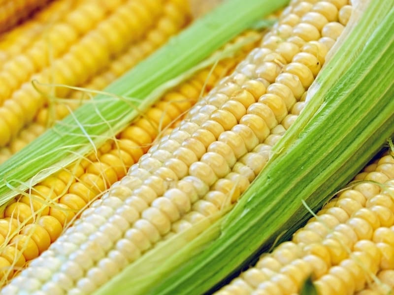 Types Of Corn Complete List And Guide Northern Nester