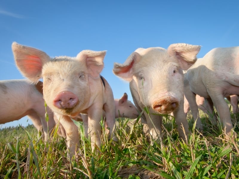 Different Types of Pigs – Domesticated Pig List and Guide 2023 ...