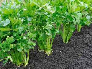 How to Store Celery – 6 Quick and Easy Ways! - Northern Nester