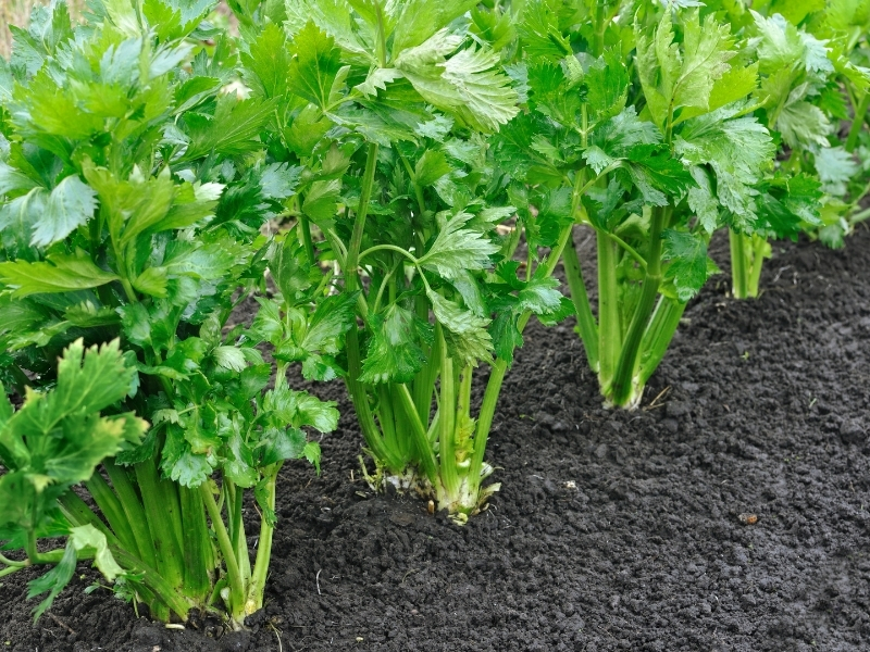 ways on how to store celery