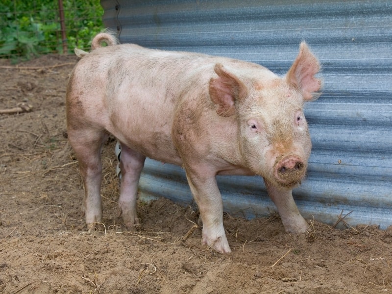 Yorkshire Pigs Pigs And Yucatan