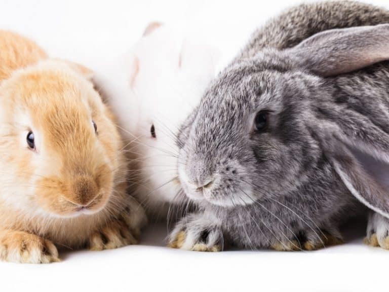 Types of Rabbits Complete List and Guide 2023 Northern Nester