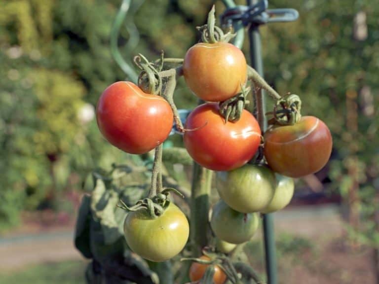 When to Plant Tomatoes - Planting Guide 2023 - Northern Nester