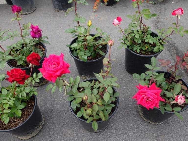 When To Plant Roses Planting Guide 2023 Northern Nester