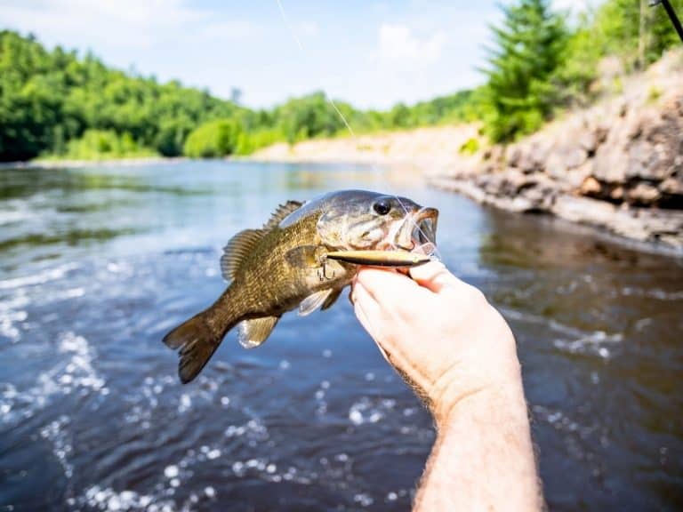 Top 5 Best Fish for Aquaponics - Northern Nester