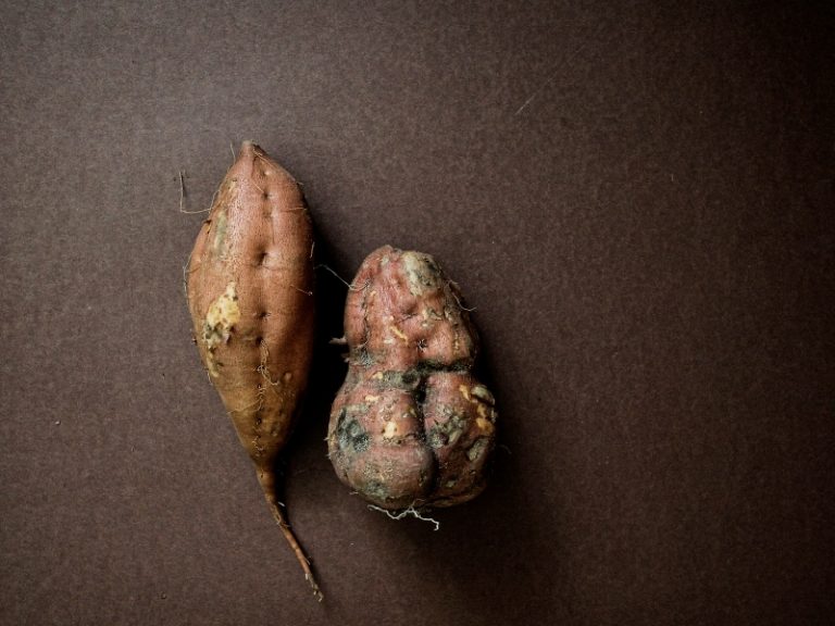 When To Plant Sweet Potatoes Planting Guide 2024 Northern Nester