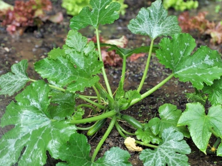 When to Plant Zucchini Planting Guide 2021 Northern Nester