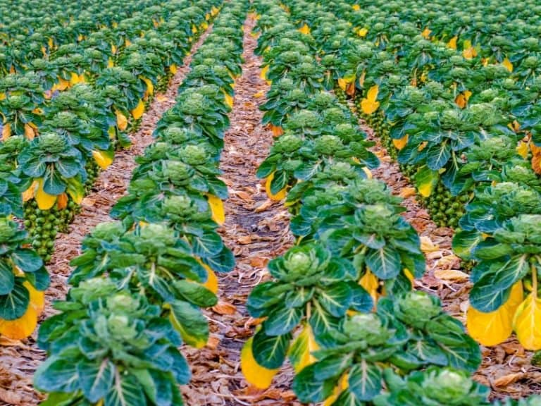 WHEN TO PLANT BRUSSEL SPROUTS PLANTING GUIDE 2023 Northern Nester