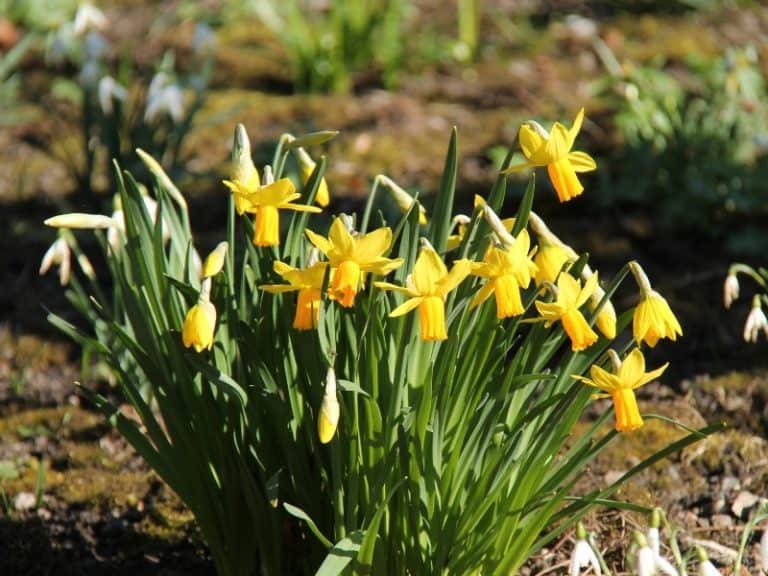 When to Plant Daffodils Planting Guide 2024 Northern Nester