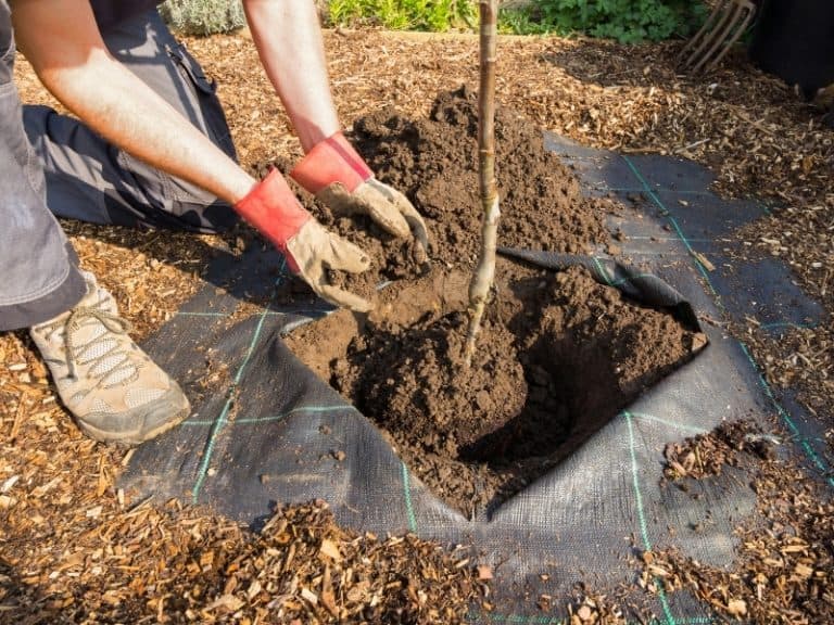 When to Plant Apple Trees Planting Guide 2023 Northern Nester