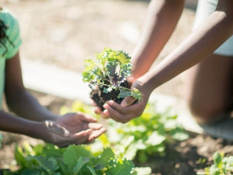 When to Plant Kale Planting Guide 2024 Northern Nester