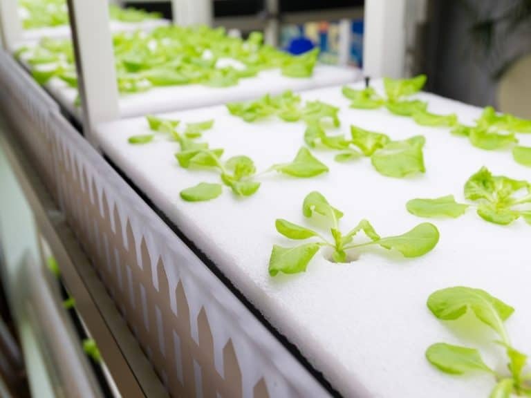 Growing Lettuce in Aquaponics Northern Nester