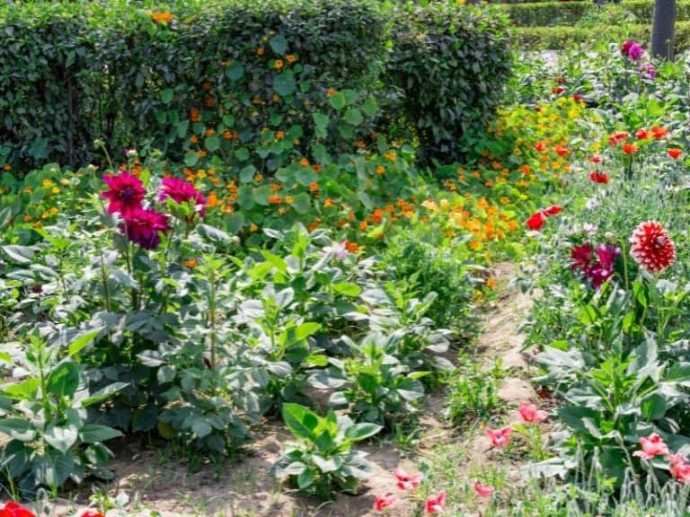 When to Plant Dahlia Bulbs Planting Guide 2024 Northern Nester