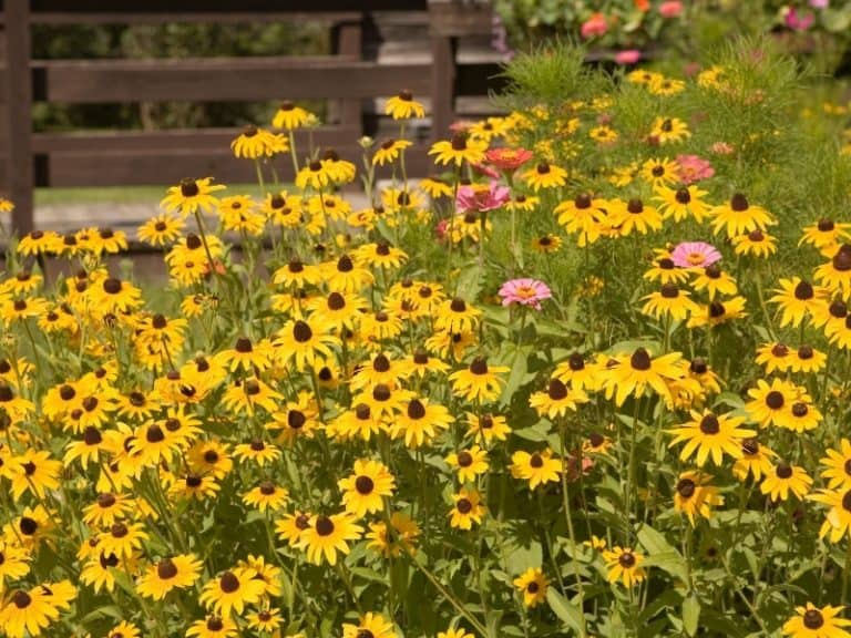 WHEN TO PLANT BLACKEYED SUSANS PLANTING GUIDE 2024 Northern Nester