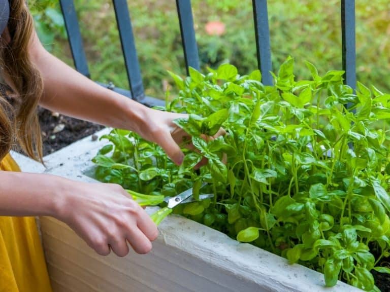 WHEN TO HARVEST BASIL GARDENING TIPS 2023 Northern Nester