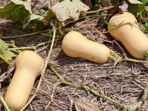 When to Harvest Butternut Squash - Planting Guide 2023 - Northern Nester